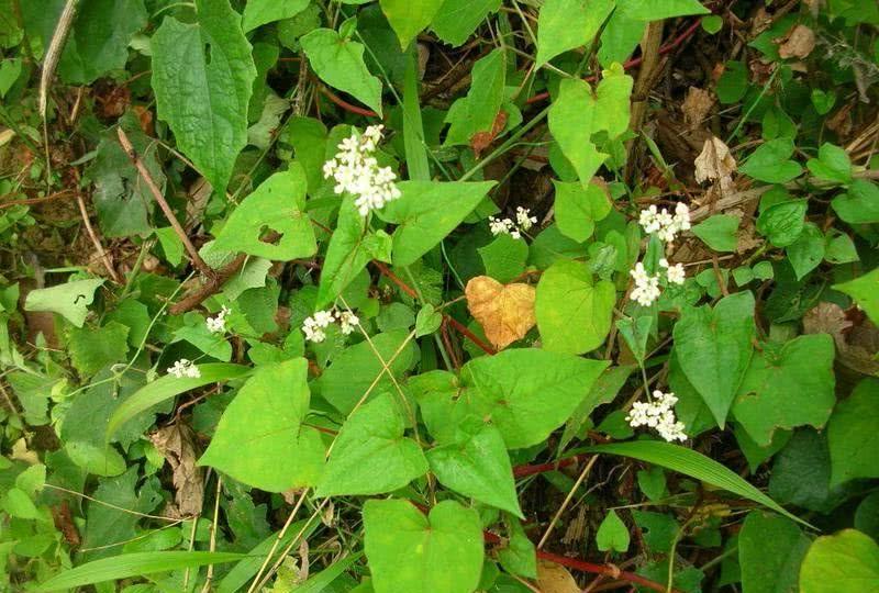 「动植物进出口」2021年国家林业、草原局重点保护野生植物名录